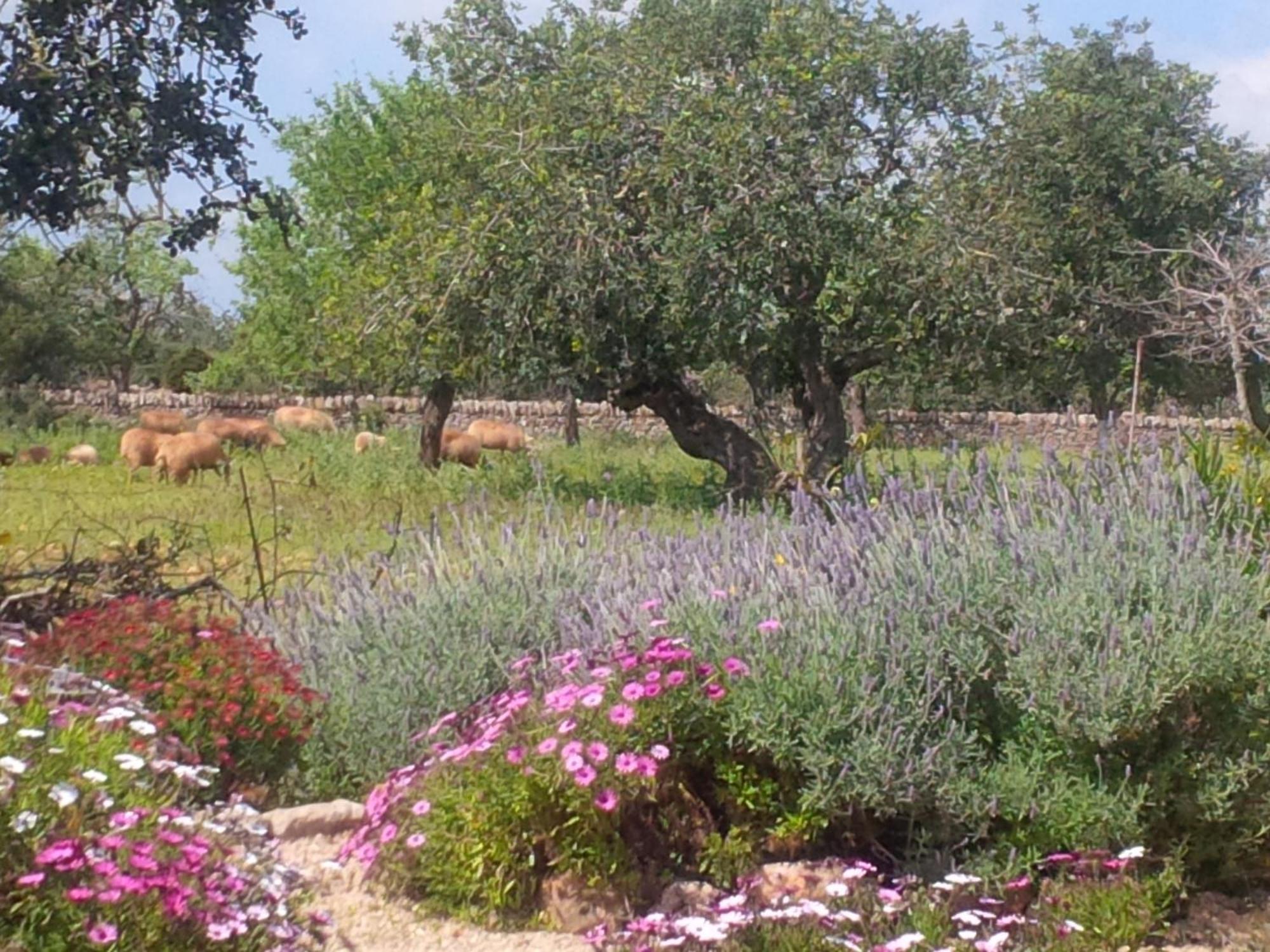 Finca Son Marimon (Adults Only) Santanyí Exteriör bild