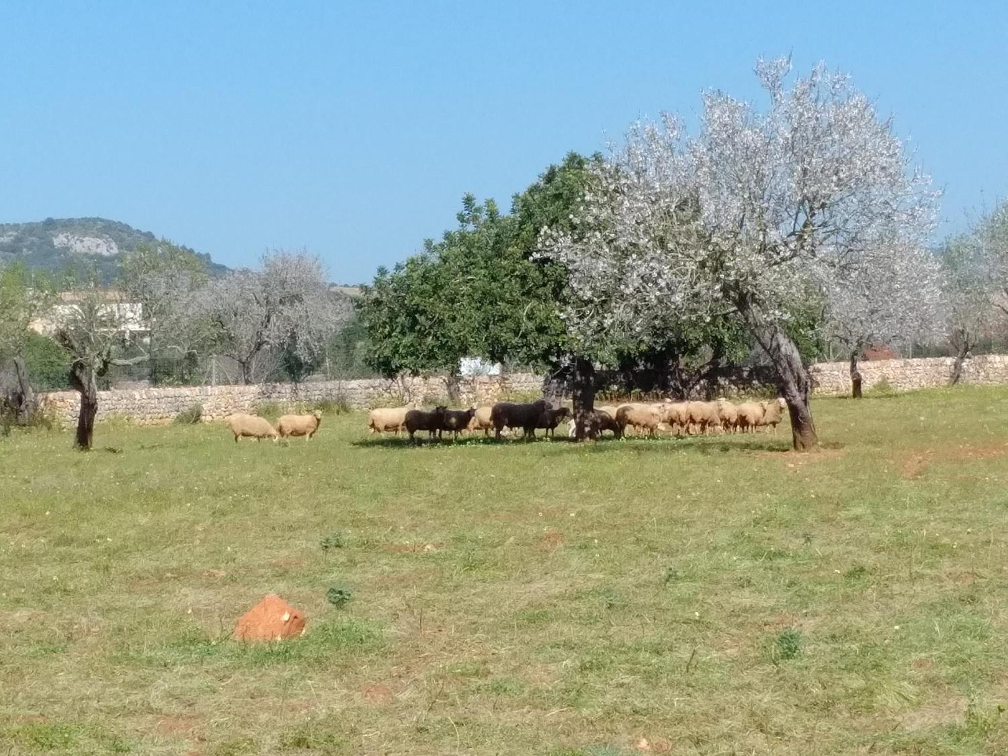 Finca Son Marimon (Adults Only) Santanyí Exteriör bild